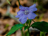 Wild Petunia 