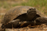 Gopher Tortoise-sm-03948.jpg