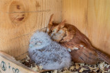 Screech Owl