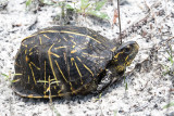 Florida Box Turtle