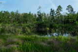 Ephemeral pond in Etoniah Creek State Forest