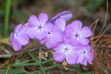 Florida Phlox