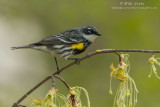 Yellow-rumped warbler alert