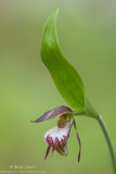 Ramshead Orchid (Cypripedium arietinum)