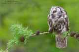 Boreal Owl horizontal on Tamarack 