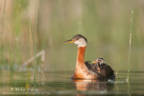 Red-Necked Grebe with babies