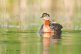 Red-Necked Grebe with 3 curious babies