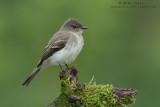 Eastern Phoebe on mossy perch