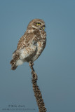 Burrowing Owl on Mullien