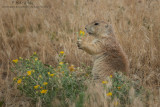 Prairie Dog with flower