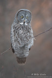 Great Gray owl on branch