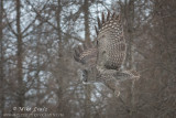 Great Gray Owl flight amongst trees