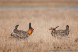 Prairie chicken stare down