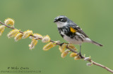 Yellow rumped warbler on willow buds