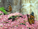 Belle Dame - Painted Lady