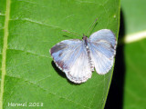 Papillons - Butterflies