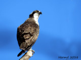 Balbuzard pêcheur - Osprey