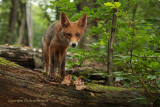 Vos - Red fox