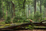Vos in het bos - Fox in a forest