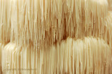 Pruikzwam - Lion's Mane mushroom