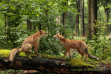 Vos - Red fox