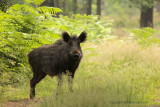 Wild zwijn - Wild Boar