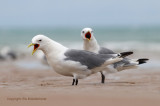 Drieteenmeeuw - Kittiwake