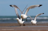 Drieteenmeeuw - Kittiwake