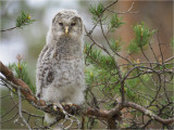Ural owl chicken III