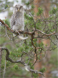 Ural owl chicken IV