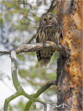 Ural owl VIII