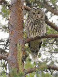 Ural owl III