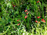 Sugarloaf red wildflowers