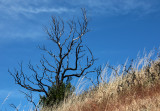 One year later Bald Mountain