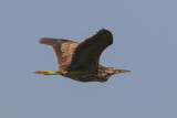 American Bittern