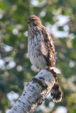 Coopers Hawk Juveniles-11.jpg