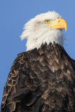 Bald Eagle AGT-4.jpg