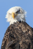 Bald Eagle AGT-5.jpg