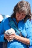 Genesee Falcon chick Toby-Anne