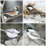 4 Chickadees: Boreal, Chestnut-backed, Black-capped, Mountain
