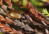 Beetles