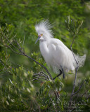 1DX77547 - Snowy Egret