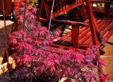 janettes_garden_2018