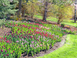 IMG_0759 hillside of tulips pse14 8x6m.jpg