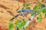 Jay, Woodhouses Scrub 1046