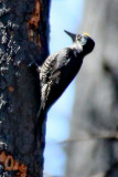 Woodpecker, Black-Backed 2442