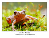 Spring Peepers