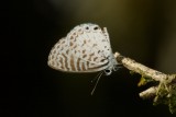 Leptotes cassius