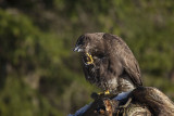 Common Buzzard. Musvk