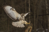 Common Buzzard. Musvk